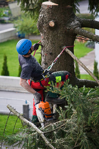 How Our Tree Care Process Works  in  Highland Park, IL